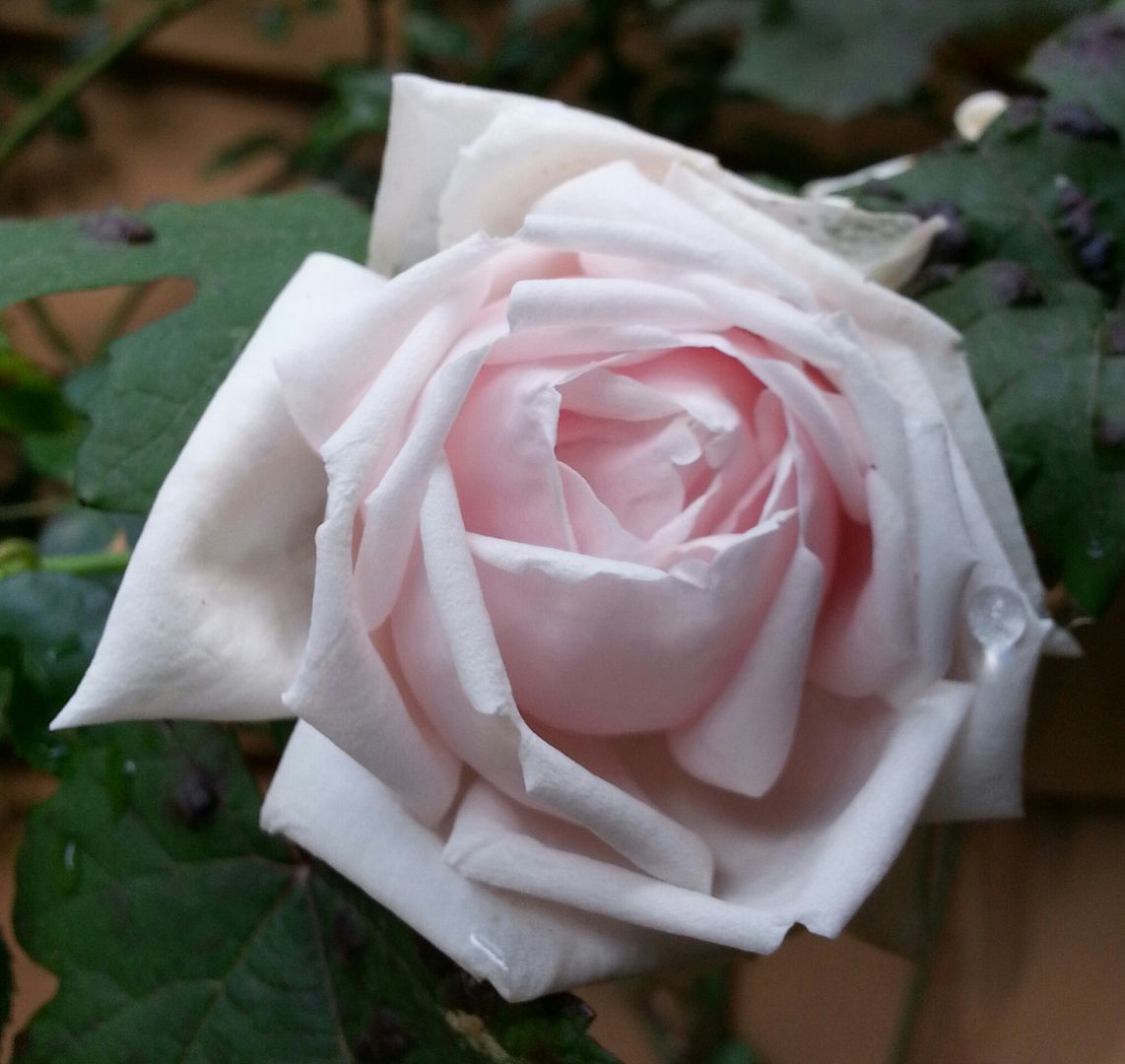  photo 20140925_160936-1_zpsiynvd70w.jpg